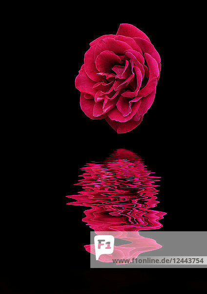 Kunstbild der englischen Rose 'Deep Secret'  die sich im Wasser spiegelt