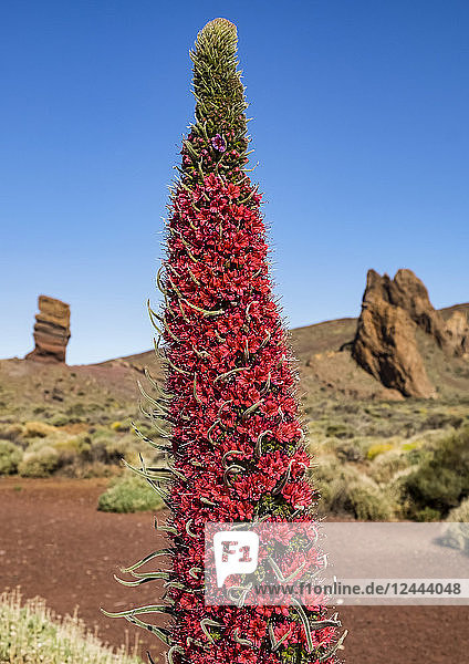 Rote Blume (Echium wildpretii),  die auf dem felsigen Gelände des Berges Teide auf Teneriffa,  Kanarische Inseln,  Spanien,  wächst