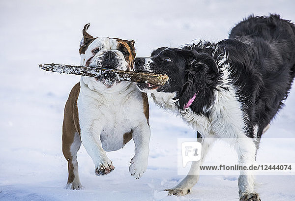 Hunde rennen beim Spielen mit einem Stock im Schnee  Djupavik  Westfjorde  Island