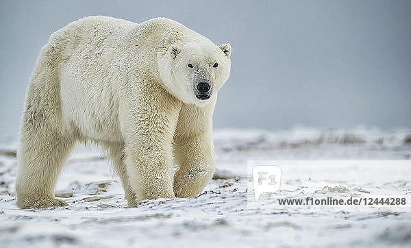 Eisbär (Ursus maritimus) beim Spaziergang im Schnee  Churchill  Manitoba  Kanada