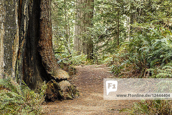 Redwood-Bäume und Farne entlang eines Weges  Lady Bird Johnson Grove  Redwood National and State Parks  Orick  Kalifornien  Vereinigte Staaten von Amerika