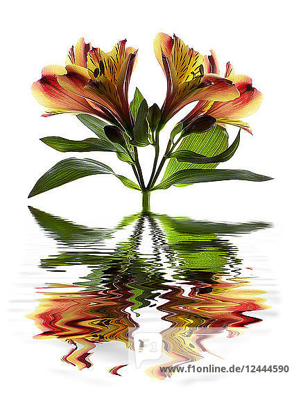 Peruanische Lilie (Alstroemeria) spiegelt sich im Wasser