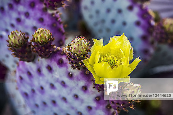 Das pollenbeladene Zentrum in der gelben Blüte eines Feigenkaktus (Opuntia) und die zukünftigen Knospen  Arizona  Vereinigte Staaten von Amerika