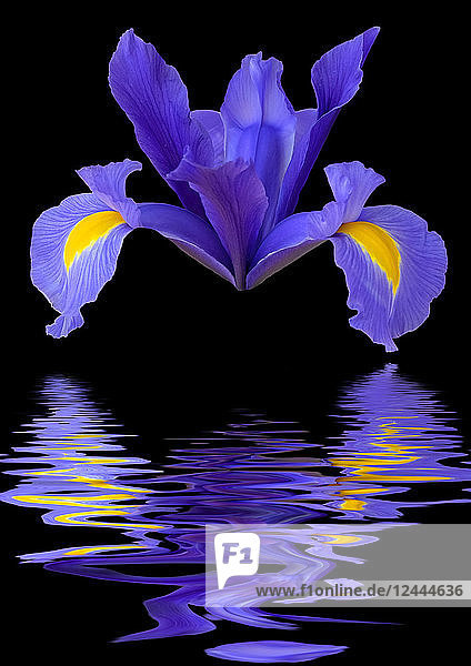 Der Blütenkopf der Iris reticulata sieht aus wie ein Raumschiff  das sich im Wasser spiegelt