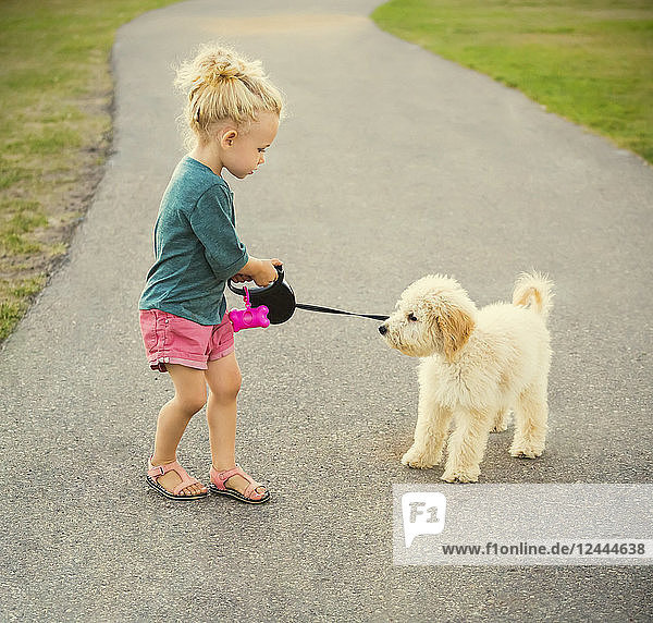 Ein kleines Mädchen geht mit ihrem Labradoodle in einem Park spazieren  als er sich entscheidet  störrisch und unkooperativ zu werden  Spruce Grove  Alberta  Kanada