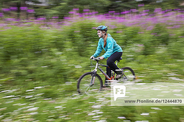 Woman Riding A Mountain Bike On A Trail Through Fireweed Flowers In South Anchorage  Southcentral Alaska  Summer
