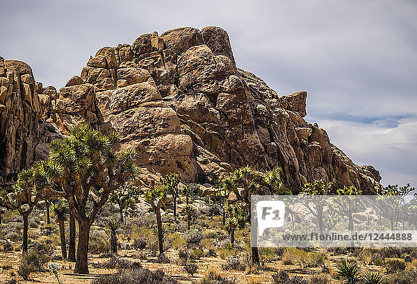 Yucca brevifolia trees and rock formations in Joshua Tree National Park  California  United States of America