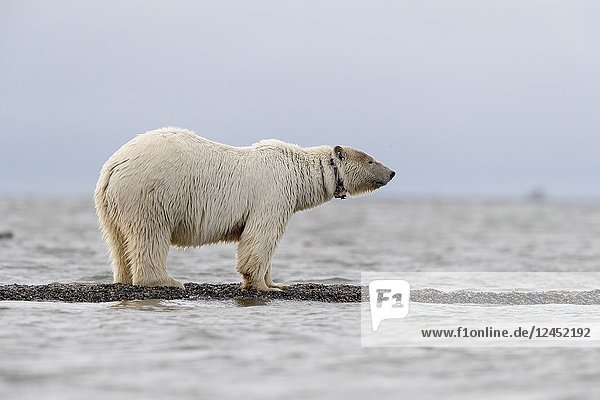 United States  Alaska  Arctic National Wildlife Refuge  Kaktovik  Polar Bear( Ursus maritimus )  along a barrier island outside Kaktovik  Alaska. Every fall  polar bears (Ursus maritimus) gather near Kaktovik on the northern edge of ANWR  Arctic Alaska  Fall.