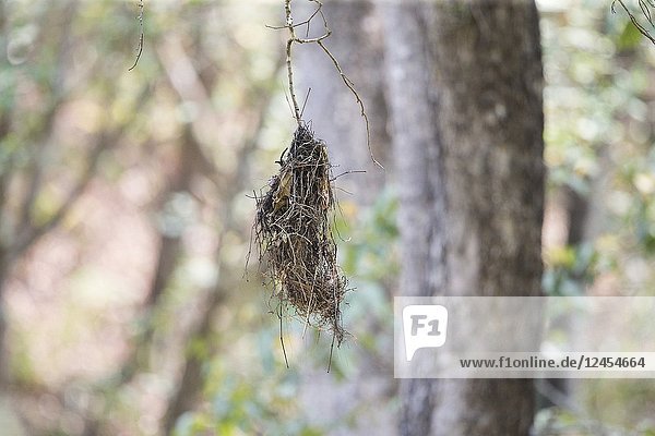 Asia  India  Uttarakhand  Jim Corbett National Park  Nest of Long-tailed Broadbill (Psarisomus dalhousiae).