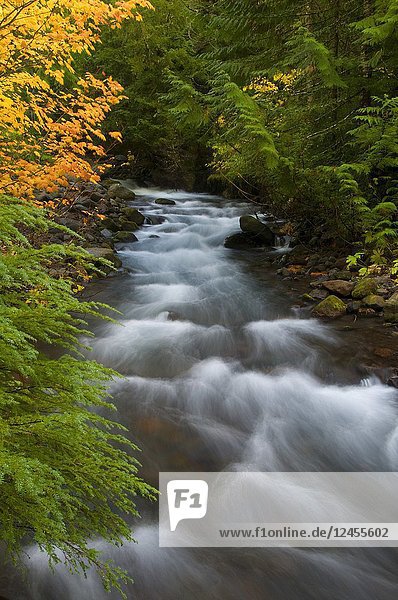 Pamelia Creek in autumn  Willamette National Forest  Oregon.