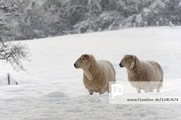 Sheep stand in a snowy field near Builth Wells  in Powys  Wales  UK.