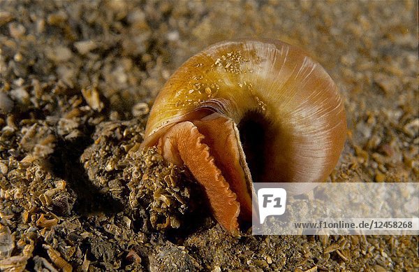 Deep-water. Dark-brown. Large Necklace Shell (Euspira fusca). Eastern Atlantic. Galicia. Spain. Europe.
