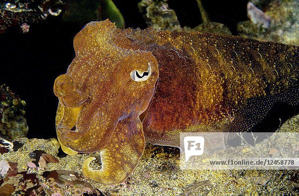 Cuttlefish (Sepia officinalis). Eastern Atlantic. Galicia. Spain. Europe.
