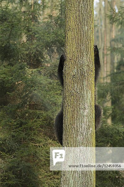 European Brown Bear / Europaeischer Braunbaer ( Ursus arctos ),  young playful cub,  climbing up a tree,  funny point of view,  humorous..