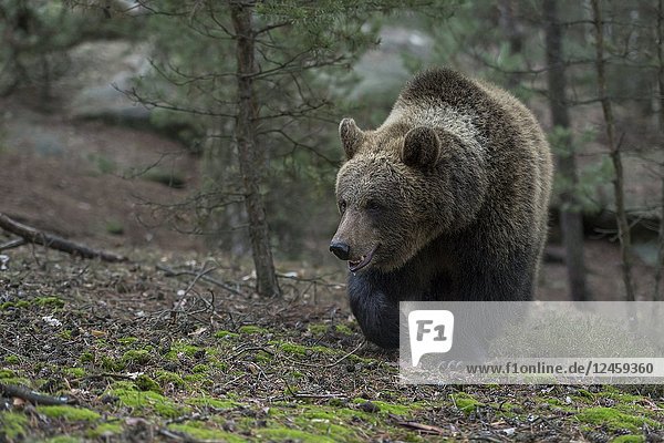 Brown Bear / Braunbär ( Ursus arctos ) walking up a little hill in a forest  frontal shot  Europe.