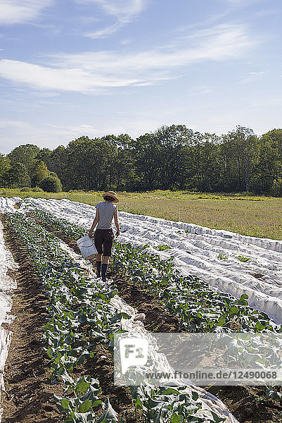 A farm worker preparing to harvest vegetables in a field.