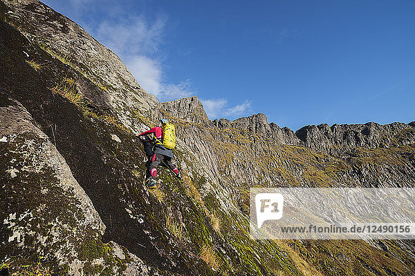 Wanderin beim Klettern im steilen Gelände abseits des Weges nach Ertenhelltind  Moskenes??y  Lofoten  Norwegen