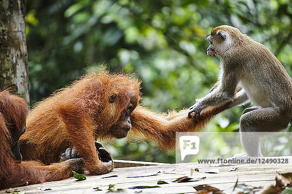 A child Sumatran orangutan (Pongo abelii) fights with a macaque over a banana in Gunung Leuser National Park in Northern Sumatra.