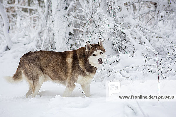 Husky-Hunde beim Spaziergang im Schnee nach einem Schneesturm