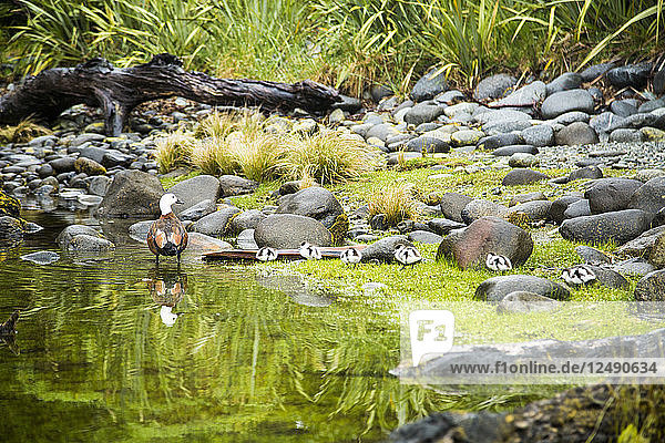 Eine Paradiesgans und ihre Entenküken bewegen sich entlang der Ufer des Milford Sound