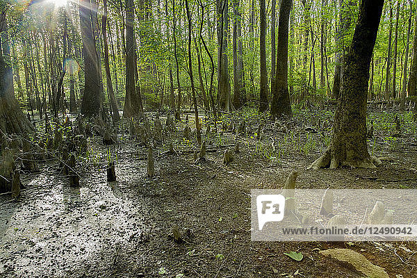 Sun Streaming Through Cypress Trees And Knees In Congaree National Park