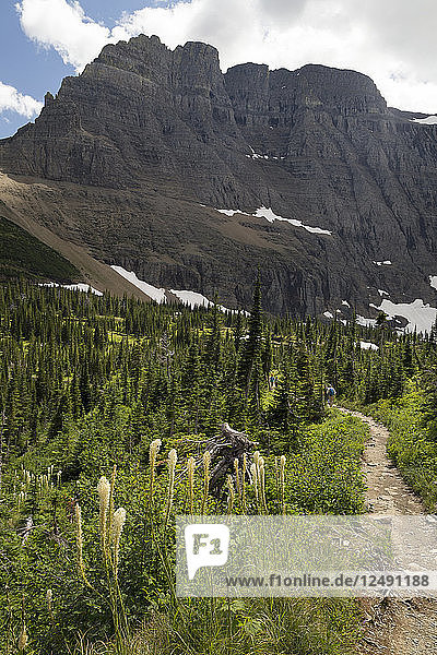 Hiking trail to Iceberg Lake includes views of flowers and mountainous walls. This day included beautiful clouds dotting the sky. Captured in Glacier National Park within Montana.