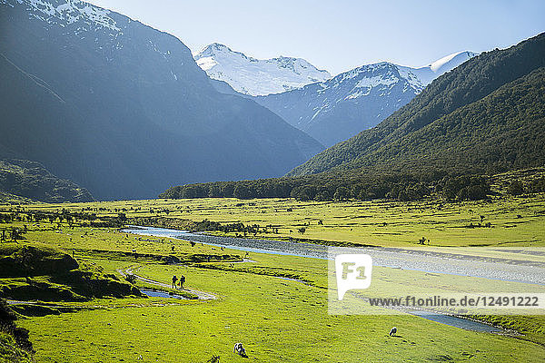 Wandern im Mount Aspiring National Park durch das Feld der weidenden Schafe und Rinder in Neuseeland