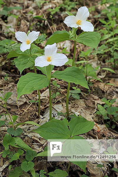 Trillium Wildblume  die im Cove Hardwood Gebiet des Great Smoky Mountains National Park wächst. Nicht weit von Gatlinburg und Townsend  TN.