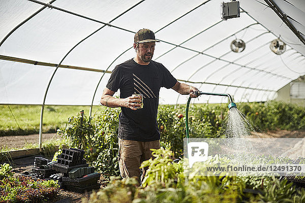 Ein Landwirt bewässert Pflanzen in seinem Gewächshaus