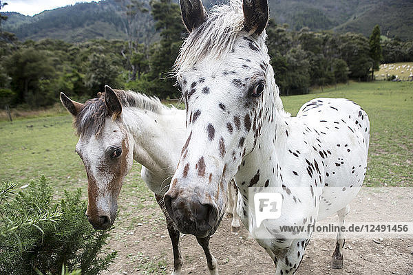 Nahaufnahme von Pferden in Marlborough Sounds  Neuseeland