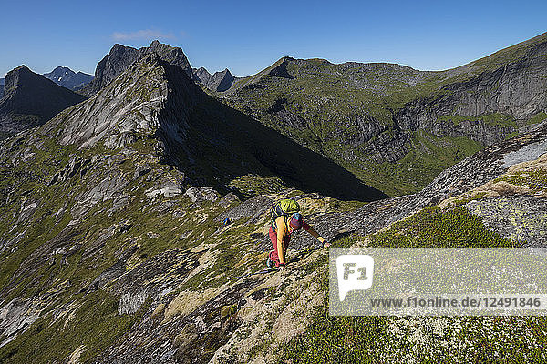 Wanderin auf dem Grat zum Gipfel des Nonstind  Moskenes??y  Lofoten  Norwegen