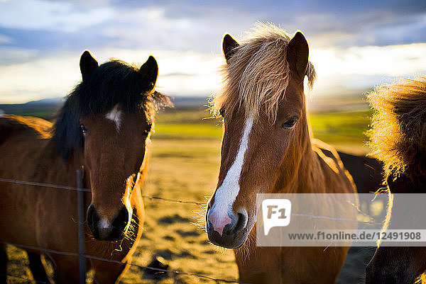 Porträt von zwei Pferden auf einem Bauernhof bei Sonnenuntergang in Island