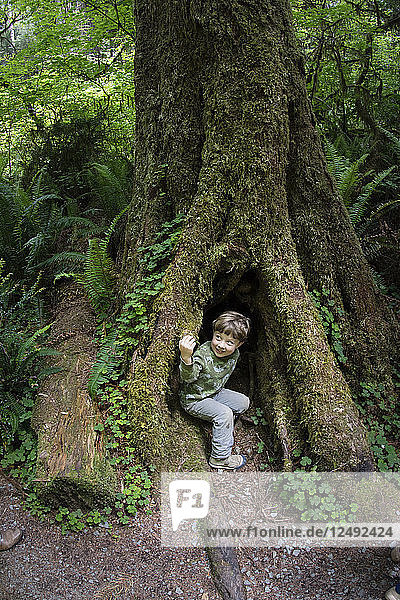 Toddler boy peers out of dark hole in Redwood Tree trunk  Redwood National Park  California.