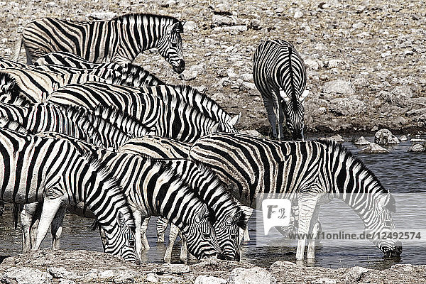 Steppenzebras Equus quagga Gruppe trinken Namibia Afrika
