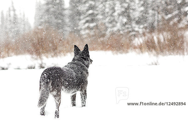 Blueheeler-Hund schaut bei Schneesturm in den Wald