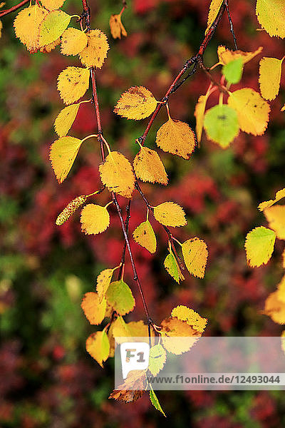Gelbe Birkenblätter inmitten des Herbstlaubs in der Region Myvatn  Island