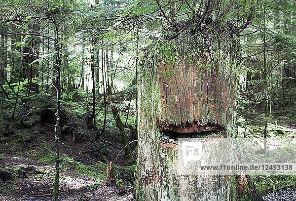 Ein alter Baumstumpf wird in einem grünen Wald in Vancouver zu einem Gesicht geformt.