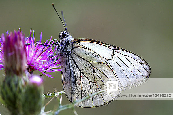 Detail eines Schmetterlings im Naturpark Alto Tajo. Guadalajara. Spanien