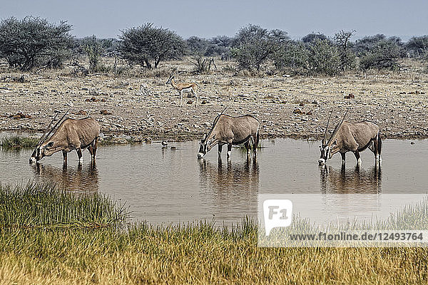 Oryx am Wasserloch Namibia Afrika  Ethosa National Park