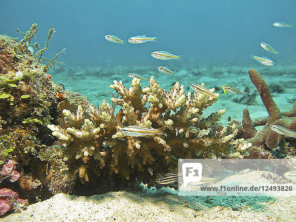 Fische aus der Unterwasserperspektive.Indonesien Gili Island