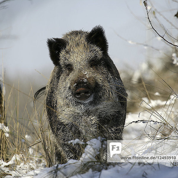 wild boar  pig  wild boar (Sus scrofa)  wild boar in snow  Cuanca Alta del Manzanares