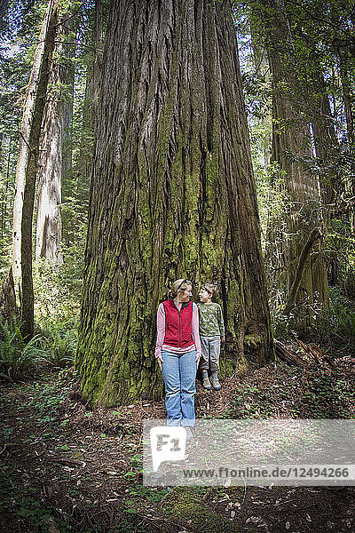 Mutter und Sohn schauen sich am Fuße eines riesigen Redwood-Baums im Redwood National Park  Kalifornien  an.