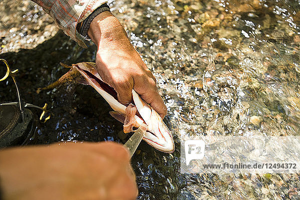 Ein Fliegenfischer säubert eine Bachforelle in einem Yampa-Fluss in Colorado.