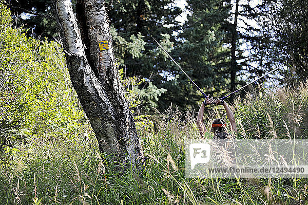 Eine Wanderin folgt beim Wandern im Snowhawk Valley der Chugach Mountains nördlich von Anchorage  Alaska  im August 2011 den kleinen gelben Wegweisern durch hohes Gras. Obwohl das Snowhawk Valley 5 von 12 Gipfeln über 5000 m in der Chugach Front Range beherbergt  ist es aufgrund des schwierigen Zugangs nur wenig besucht.