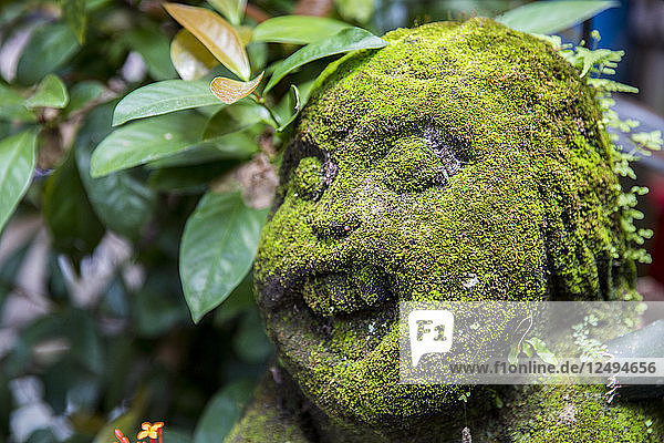 Eine moosbewachsene Statue in einem Garten in Ubud  Bali  Indonesien