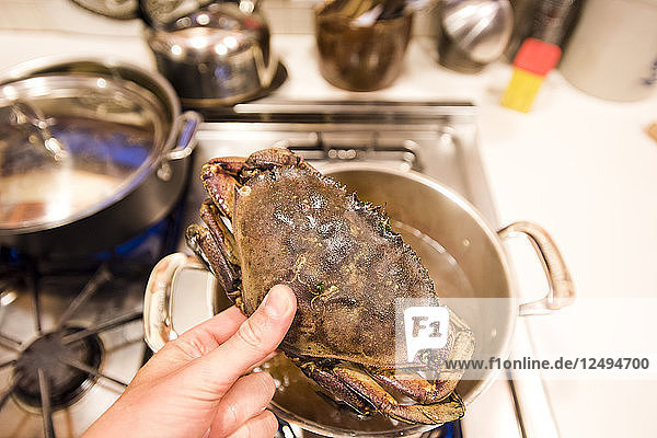 Nahaufnahme einer Person  die eine Krabbe in der Hand hält  die in einen Kochtopf geworfen werden soll