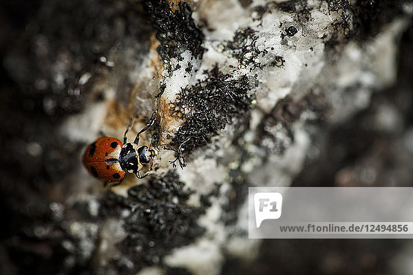Ein einzelner Marienkäfer (Coccinellidae) krabbelt über einen Granitfelsen in der Nähe des Gipfels von Needle Peak in B.C.