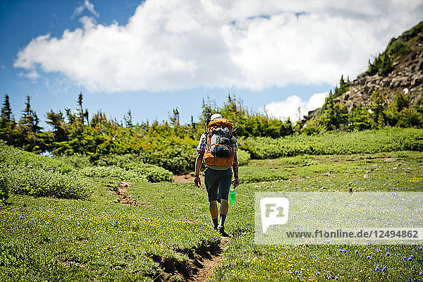 A backpacker hiking through a mountain meadow near The Devil's Causeway in Yampa  Colorado.