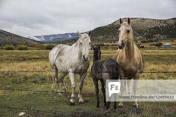 Eine Familie von Pferden steht zusammen auf einer Farm in Idaho