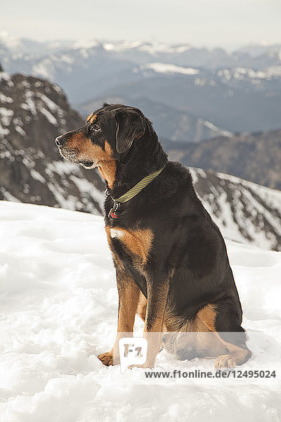 A dog sits on the snow during a hike high up in the mountains.
